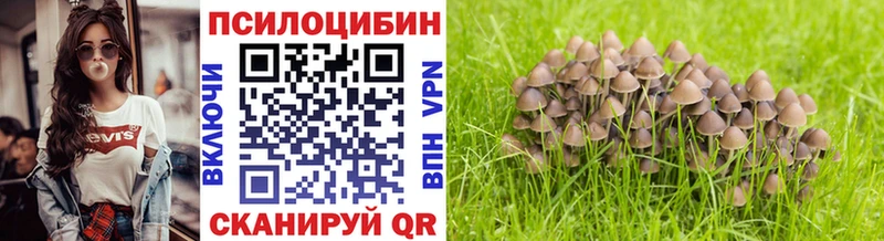 хочу Северская Галлюциногенные грибы Cubensis